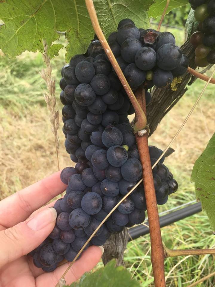 Glengarry Wines Marlborough Pinot Safari